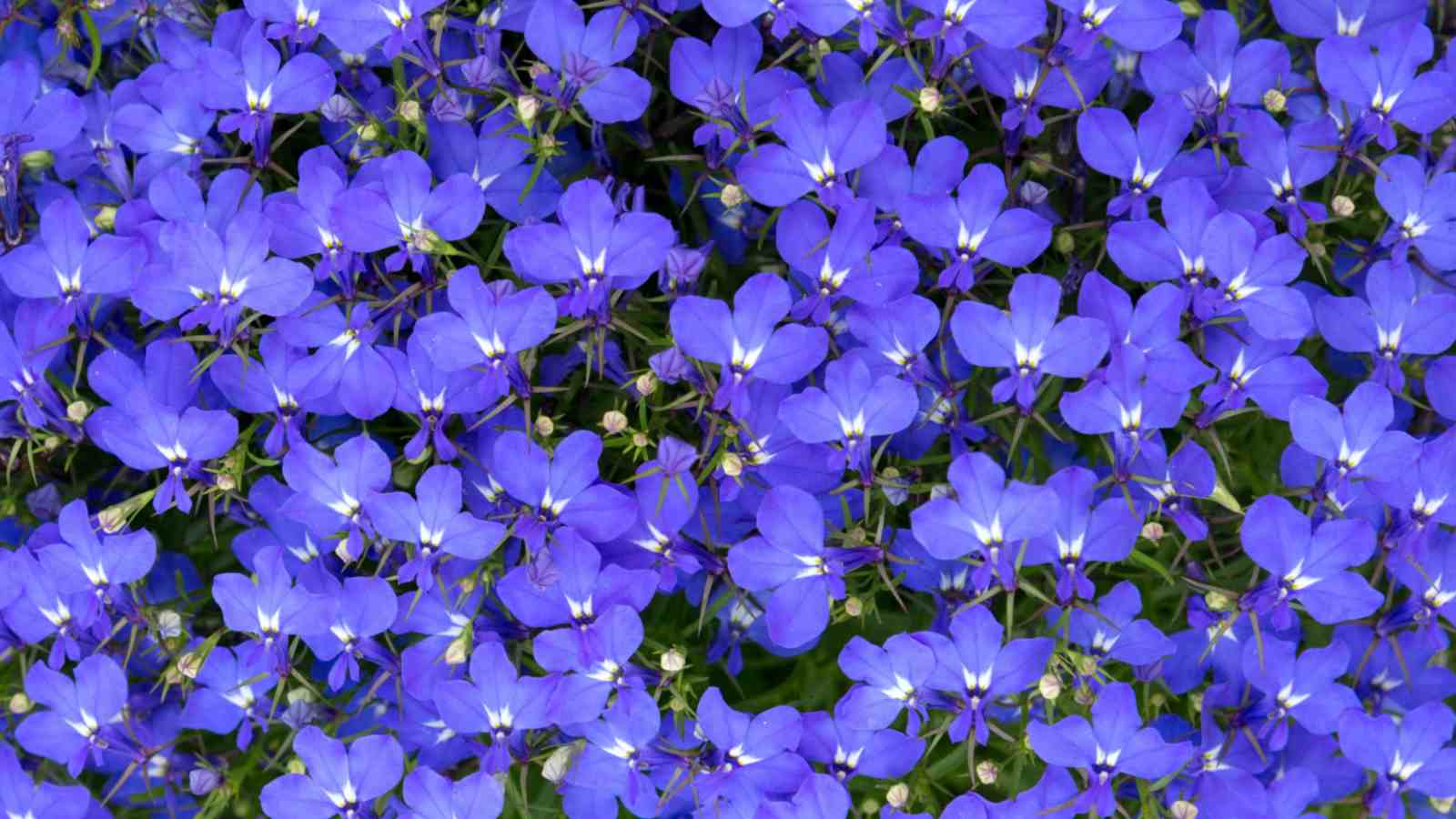 Blue Lobelia flowers