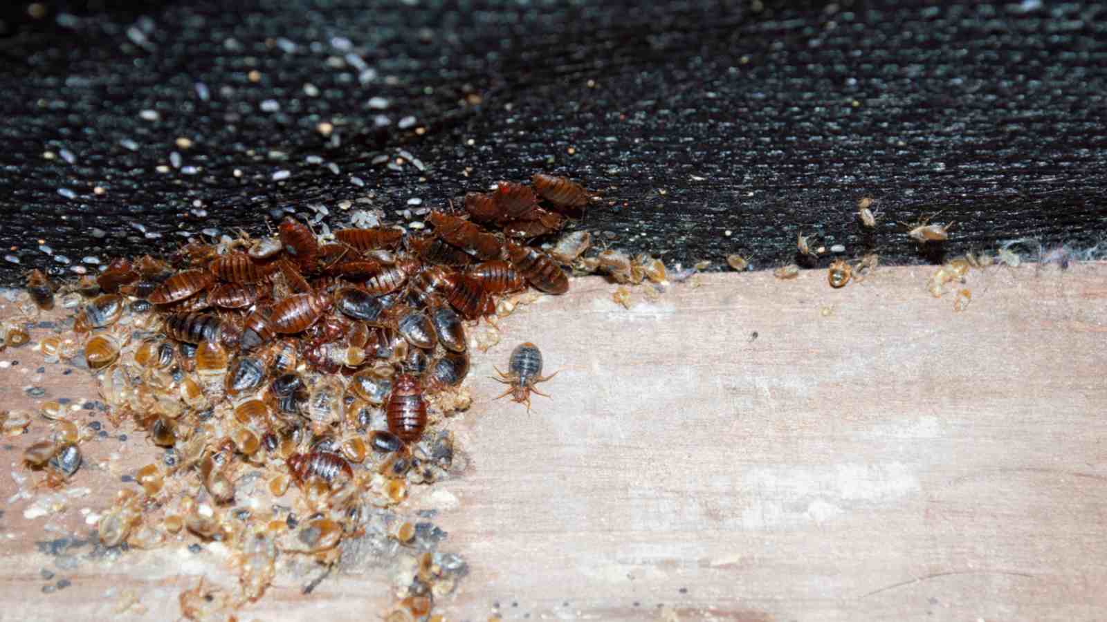 Bed bug infestation on wooden furniture