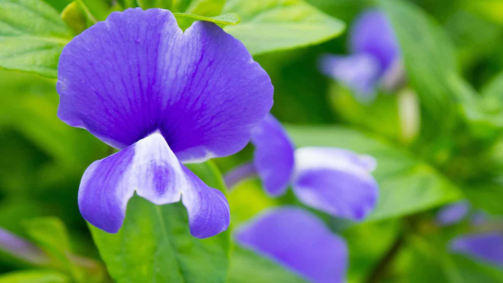Blue Violets (Viola sororia) flowers with green leaves