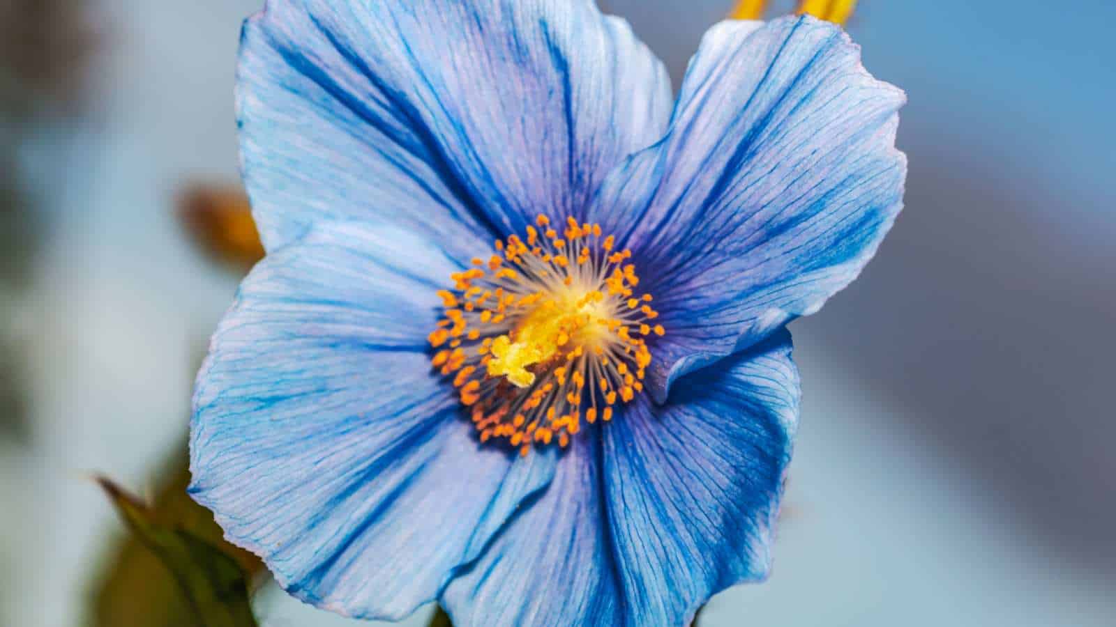 Himalayan Blue Poppy (Meconopsis betonicifolia) macro
