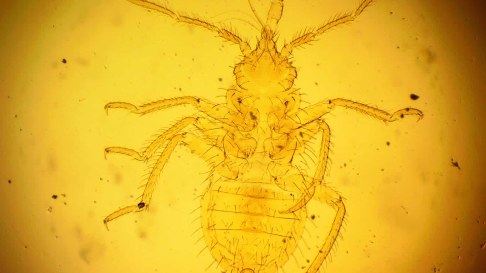 First instar nymph of bed bug under a microscope