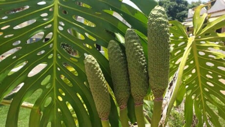 Monstera deliciosa fruit and green leaves