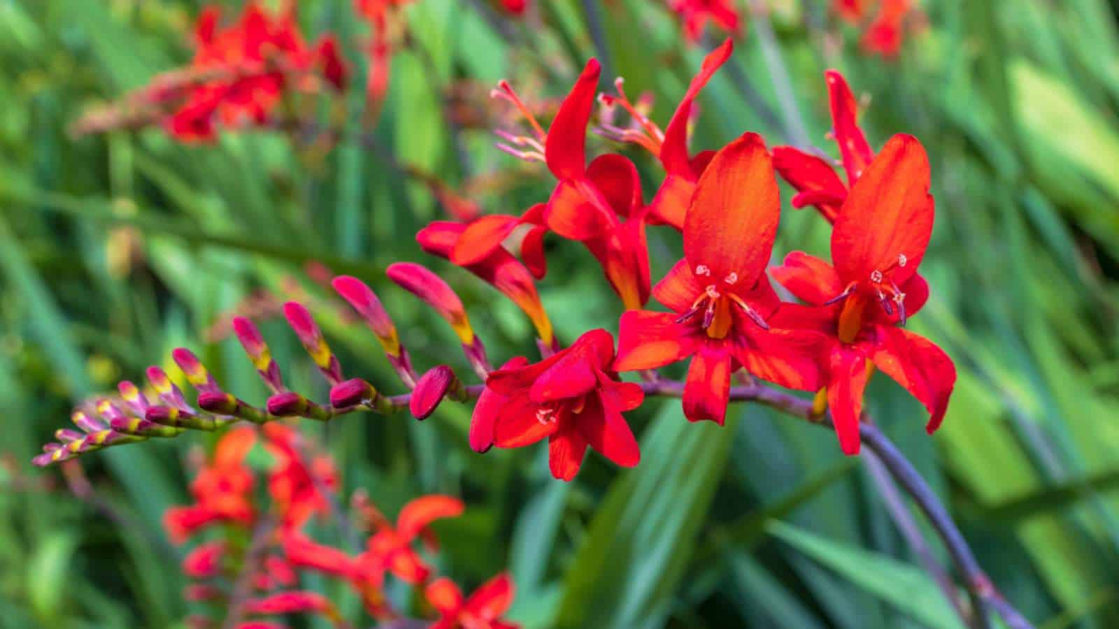 Closeup of red Montbretia (Crocosmia spp.) flowers