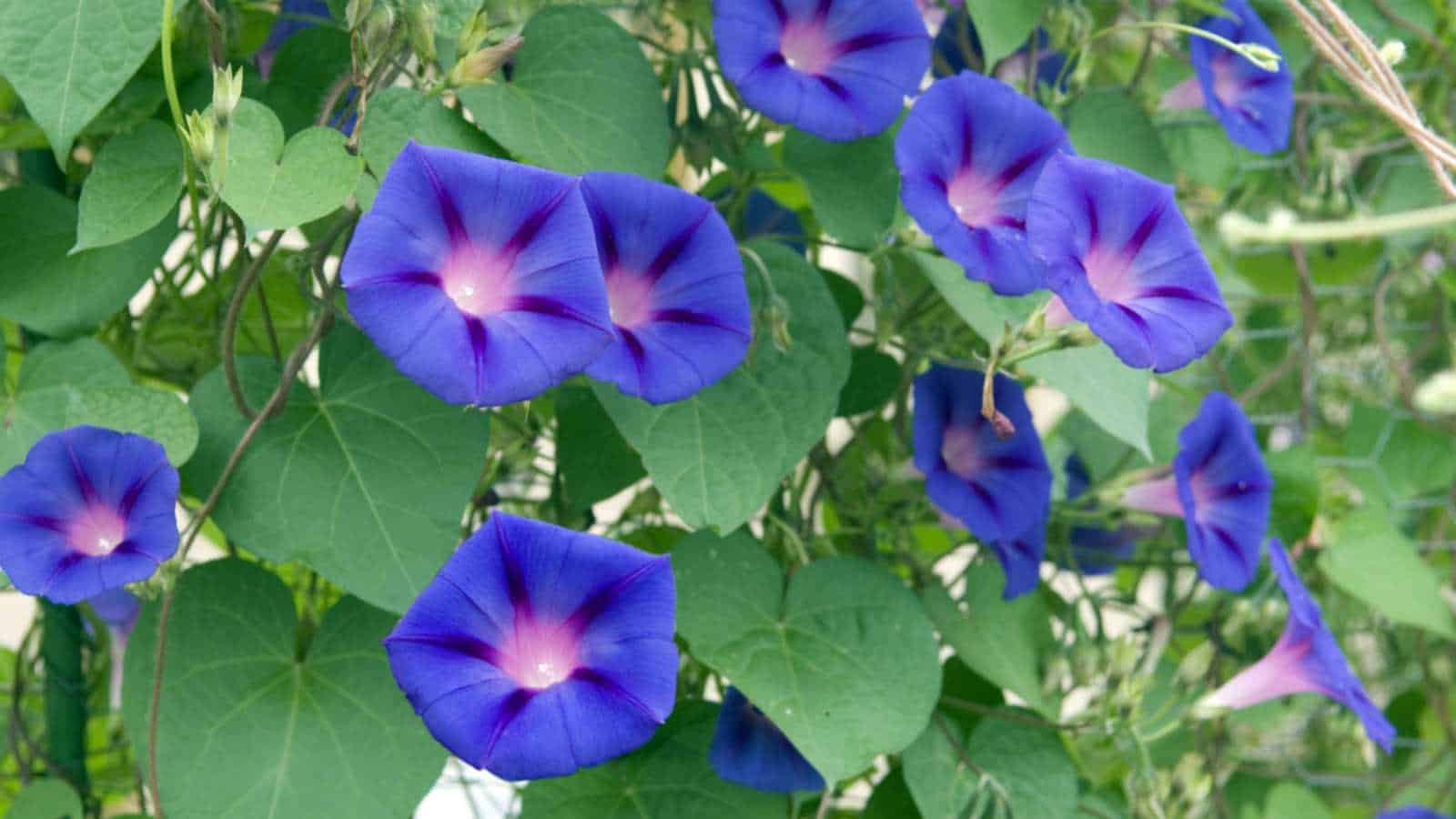 Blue Morning Glory (Ipomoea purpurea) flowers with purple center and green leaves