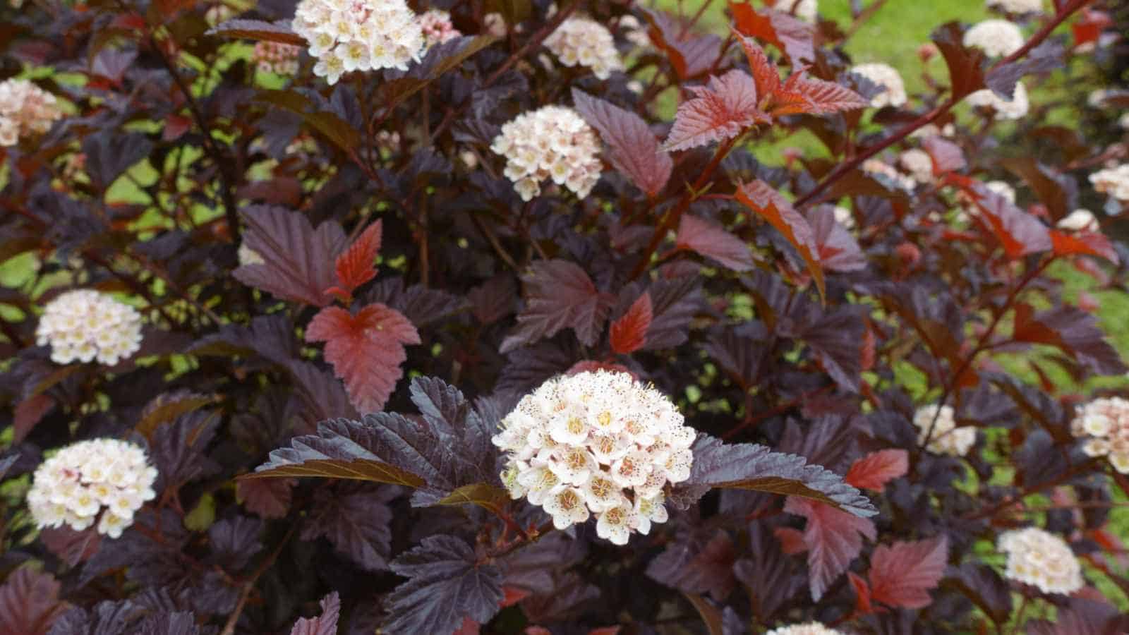 Ninebark (Physocarpus opulifolius) white flowers