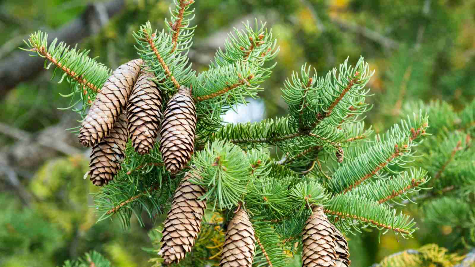Spruce Tree Leaves