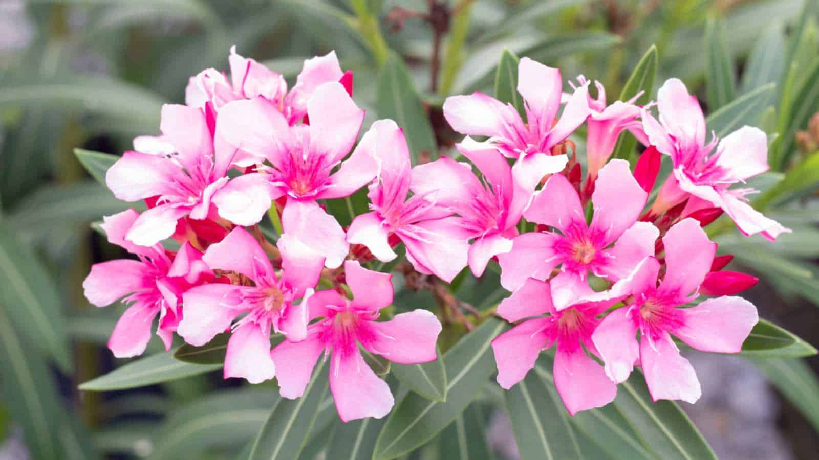 Pink flowers of Oleander (Nerium oleander) with green leaves