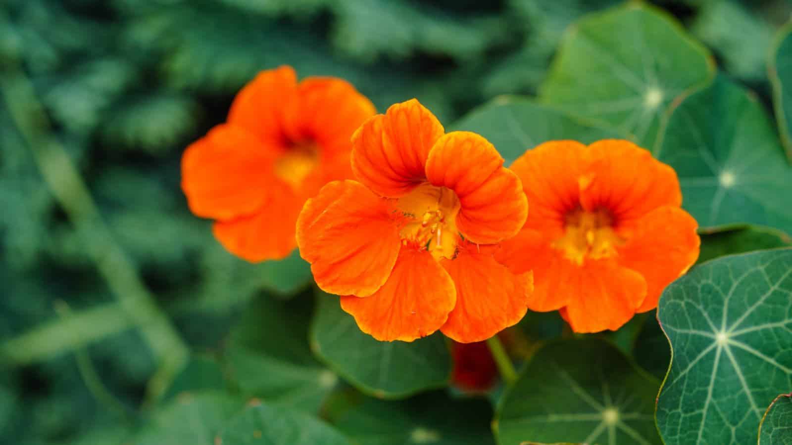 Orange Nasturtium (Tropaeolum majus) flowers with green leaves