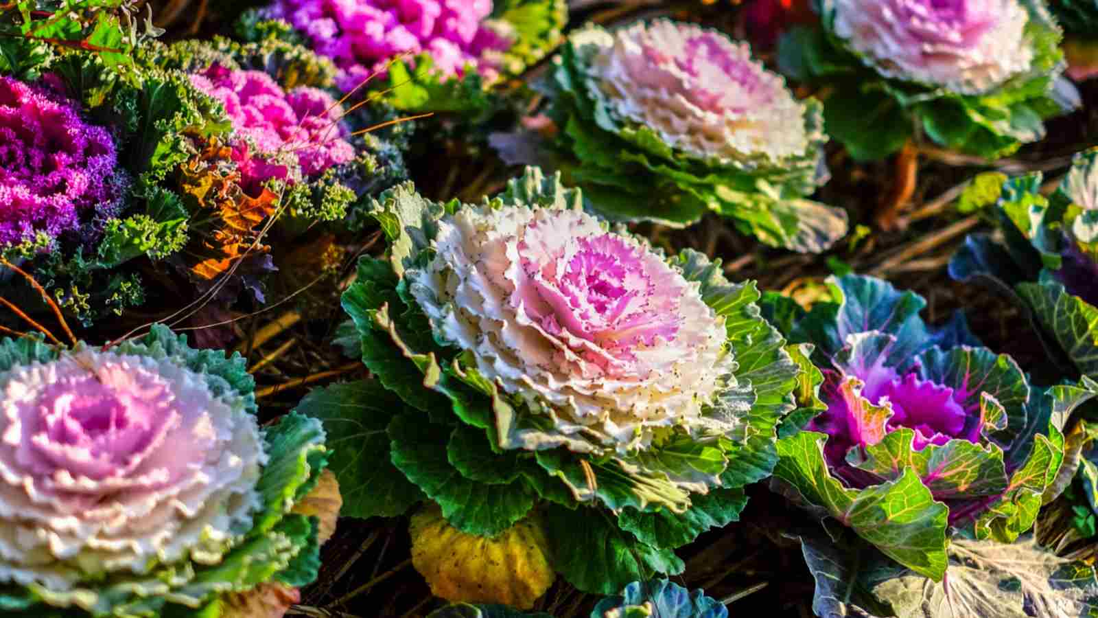 Ornamental Kale (Brassica oleracea var. acephala) with pink, purple, and white shades
