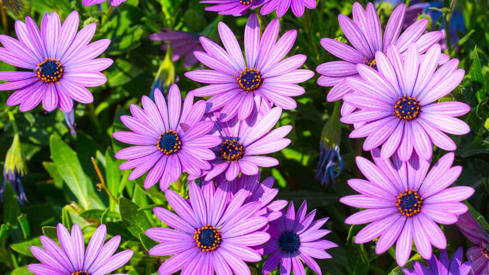 Blooming purple Osteospermum flowers with green foliage on a sunny garden