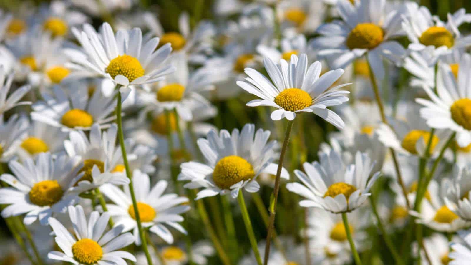 Oxeye Daisy (Leucanthemum vulgare) flowers blooming in the garden