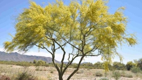 Palo Verde tree in a desert