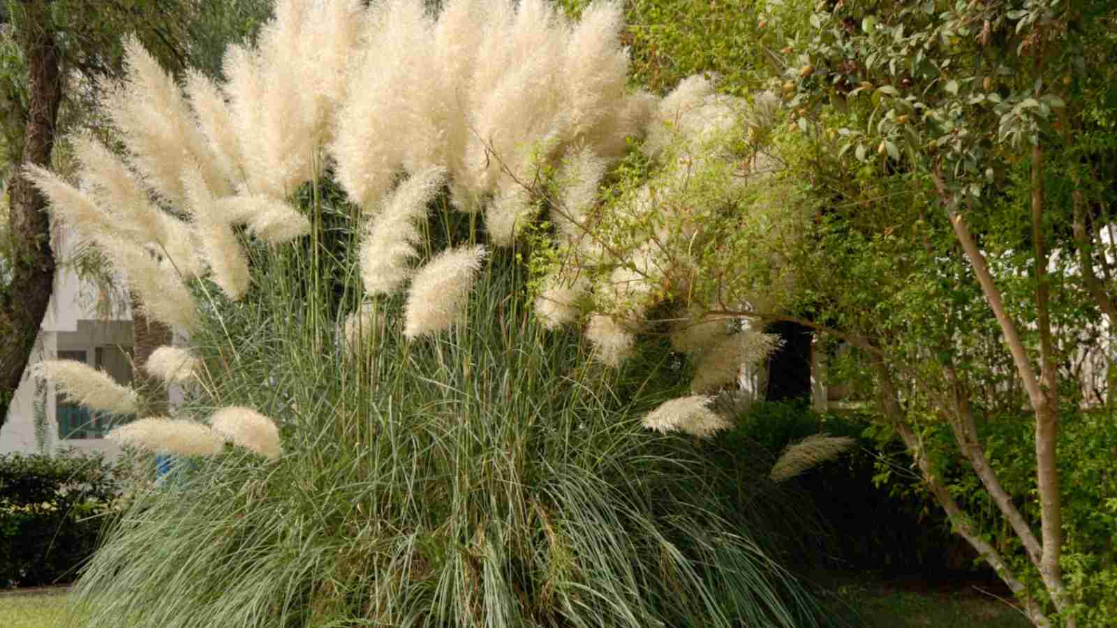 White plumes of Pampas Grass (Cortaderia selloana) in a green lawn