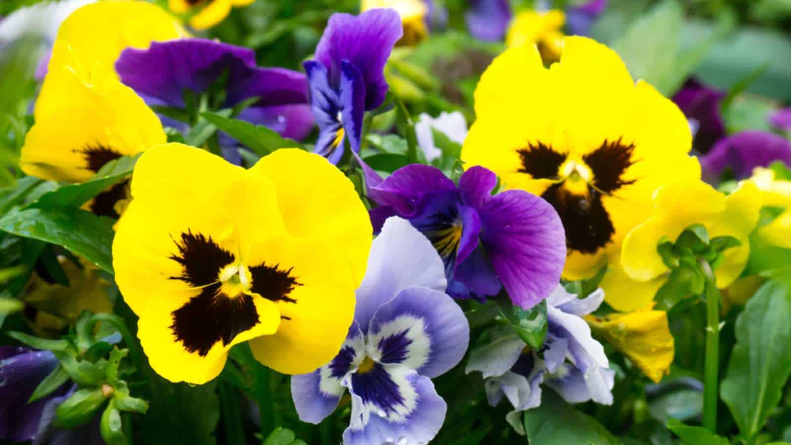 Colorful Pansy (Viola tricolor var. hortensis) flowers with shades of yellow, purple, and blue