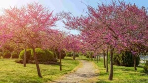 Red Conduit Tree How to Grow and Care for Redbud Tree (Complete Guide)