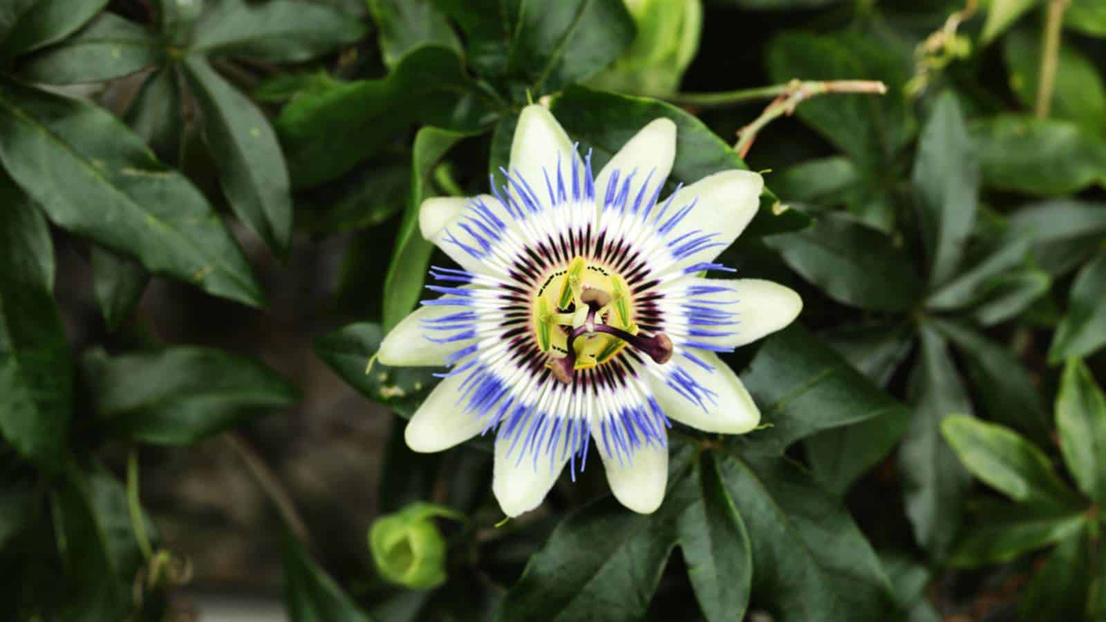 Passion Flower (Passiflora spp.) with dark green foliage