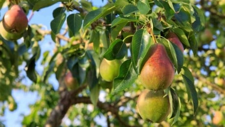 Pear tree with ripe pears