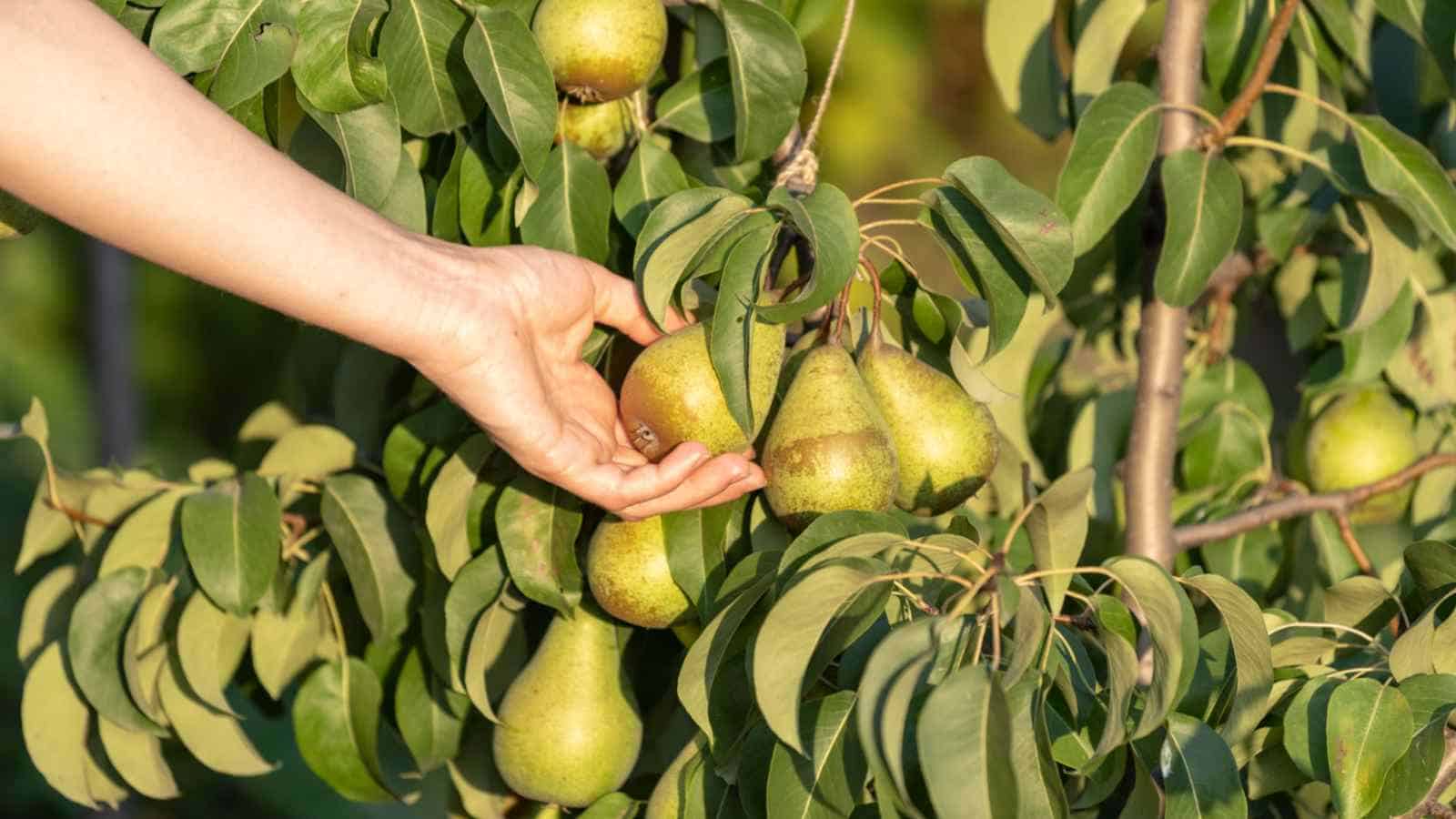 Hand holding pears on a tree