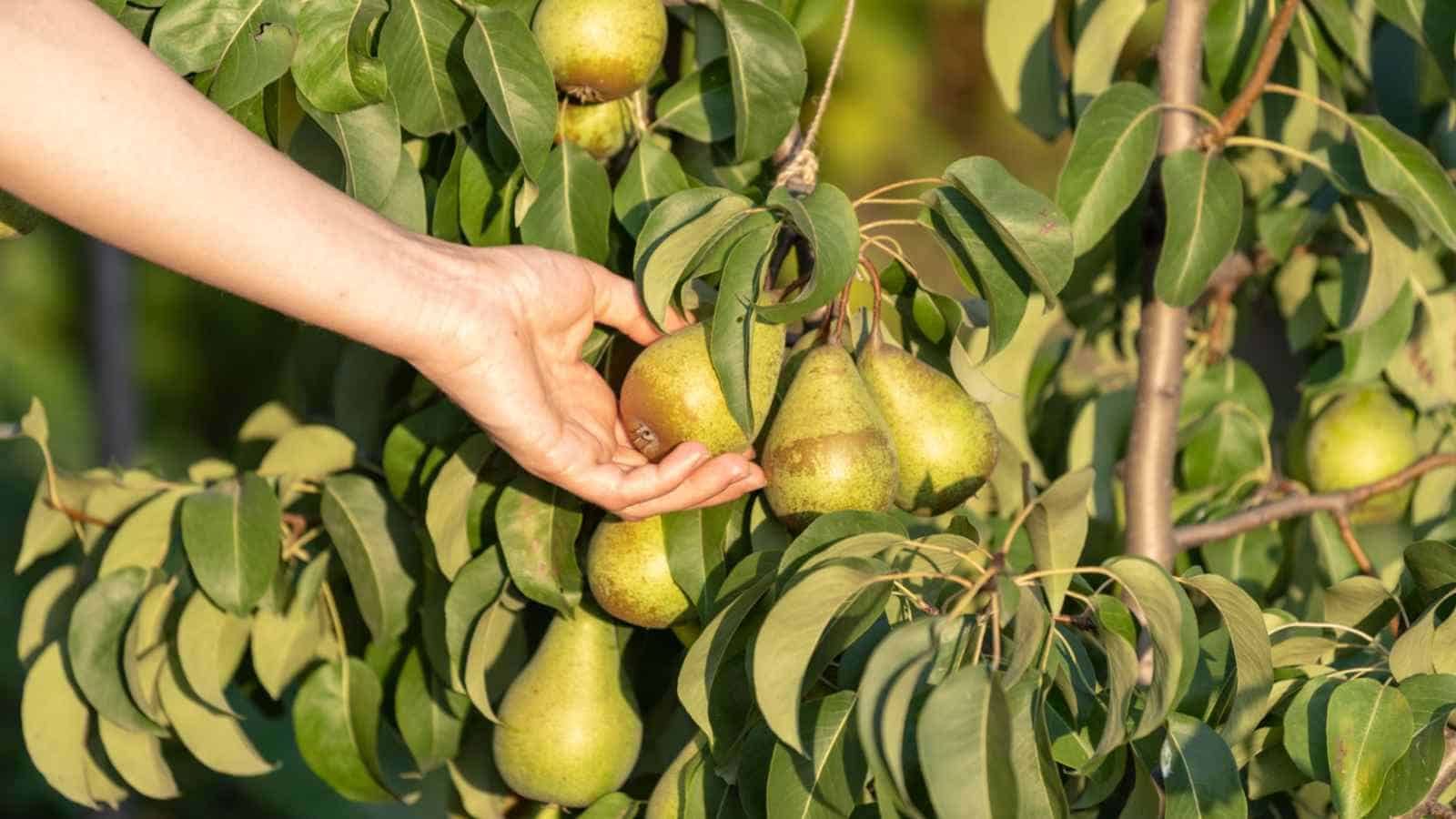 Comice pear: growing, plant care & taste - Plantura