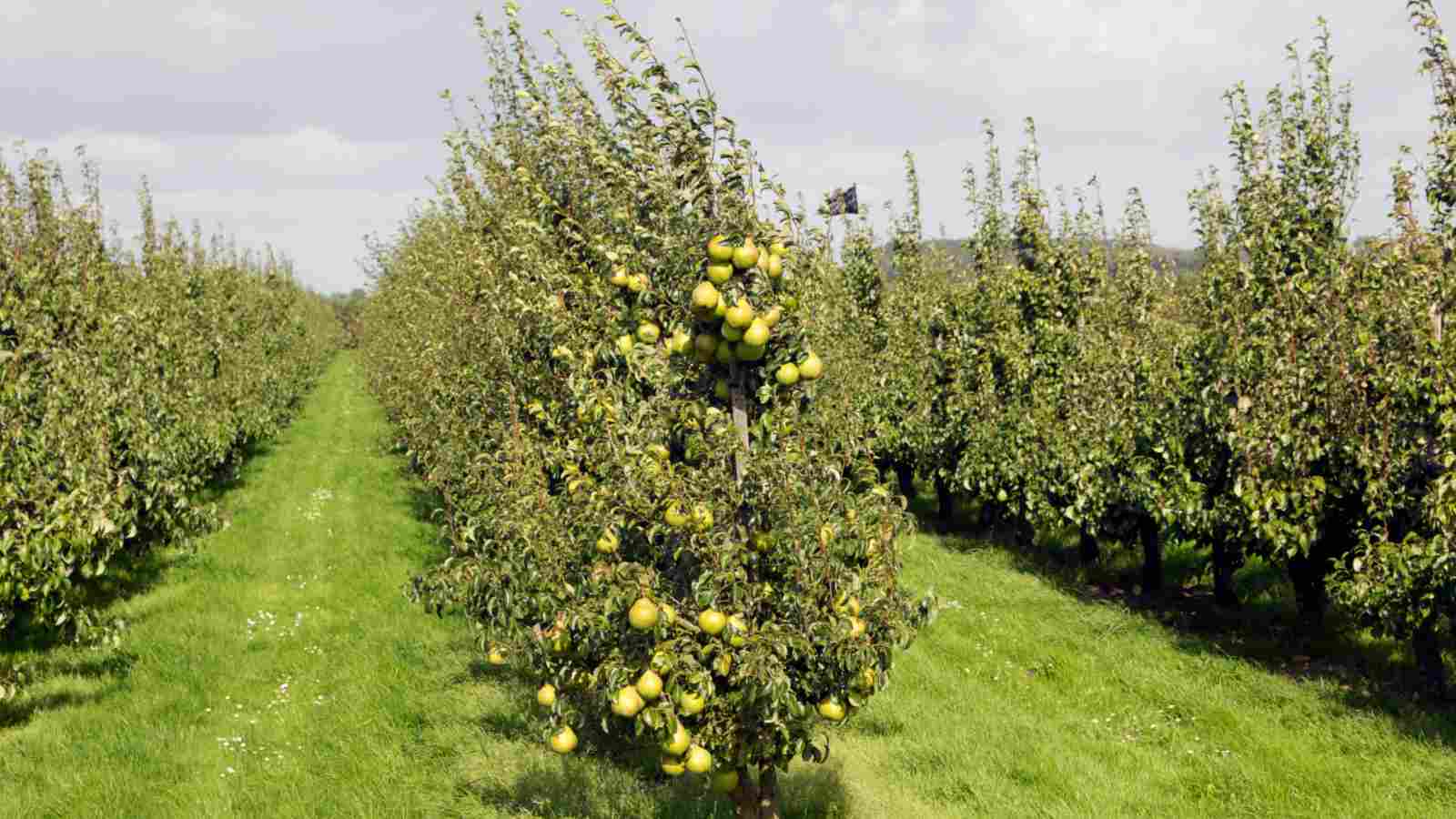 Pear trees with fruits on an orchard in full sun light