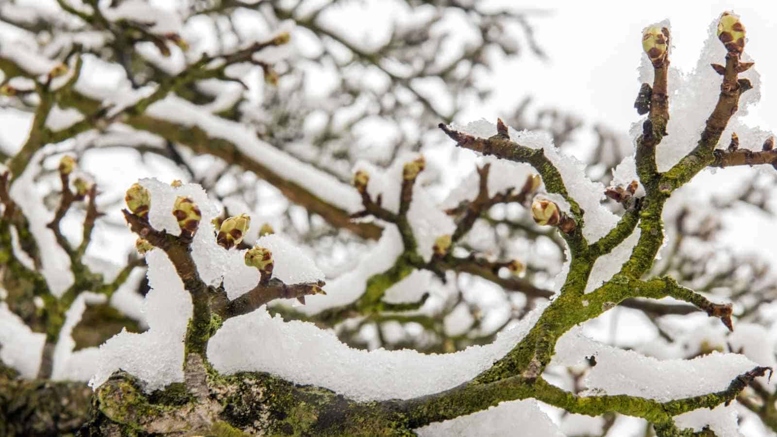Pear tree with snow during winter