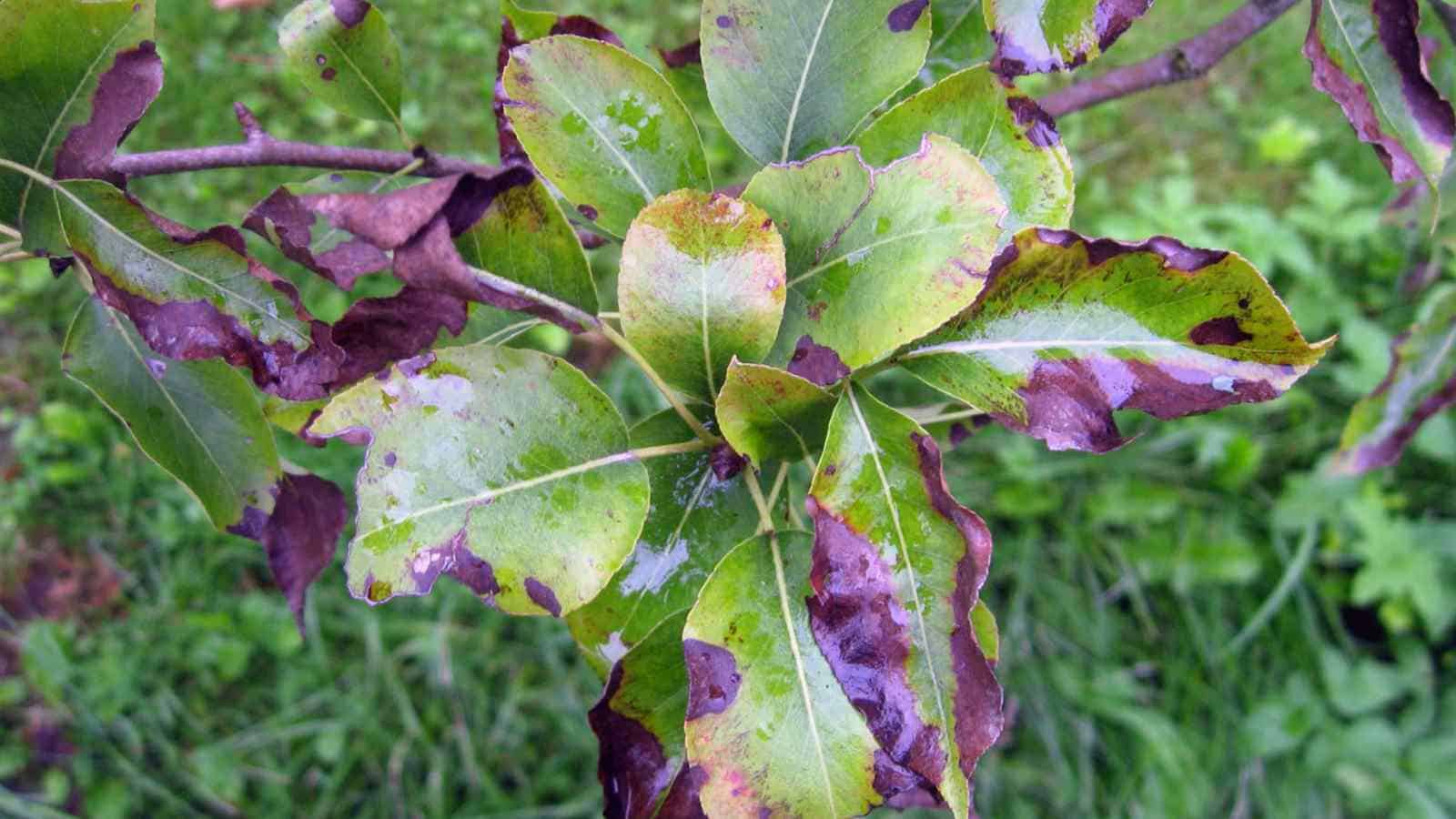 Fire blight in pear tree causing scorched leaves