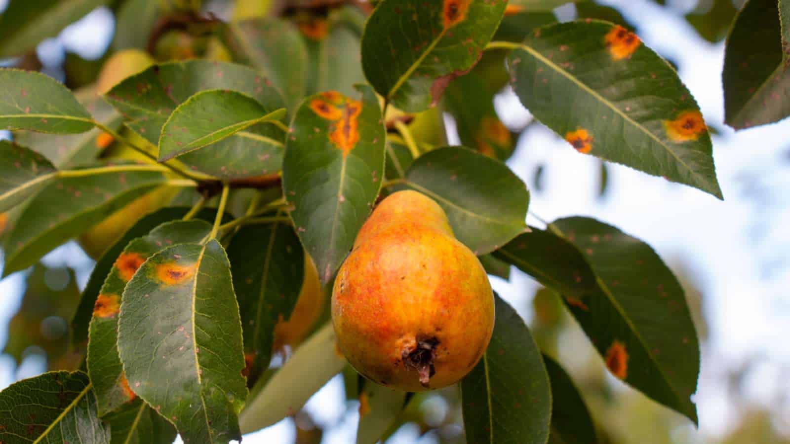 Pear rust on leaves caused by a fungus