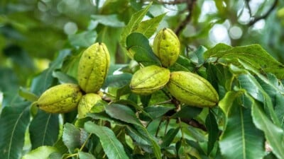 Green pecan nuts in a pecan tree