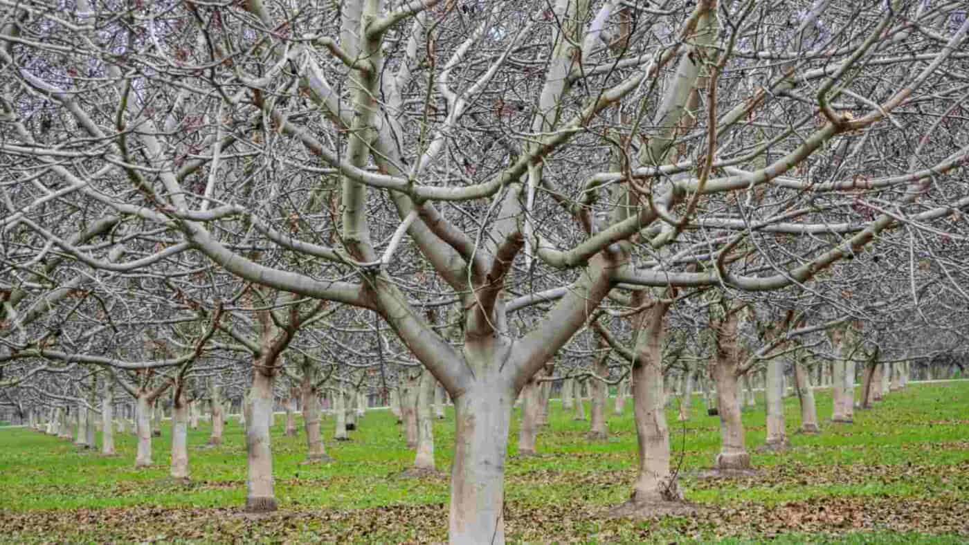 How to Plant, Grow, & Care for Pecan Tree (Full Guide)
