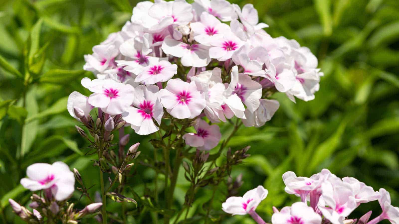 Blooming white Phlox flowers in the garden