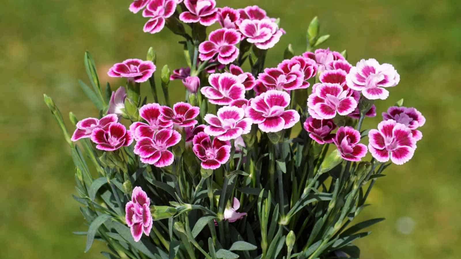 Selective focus of pink kisses carnation (Dianthus caryophyllus)