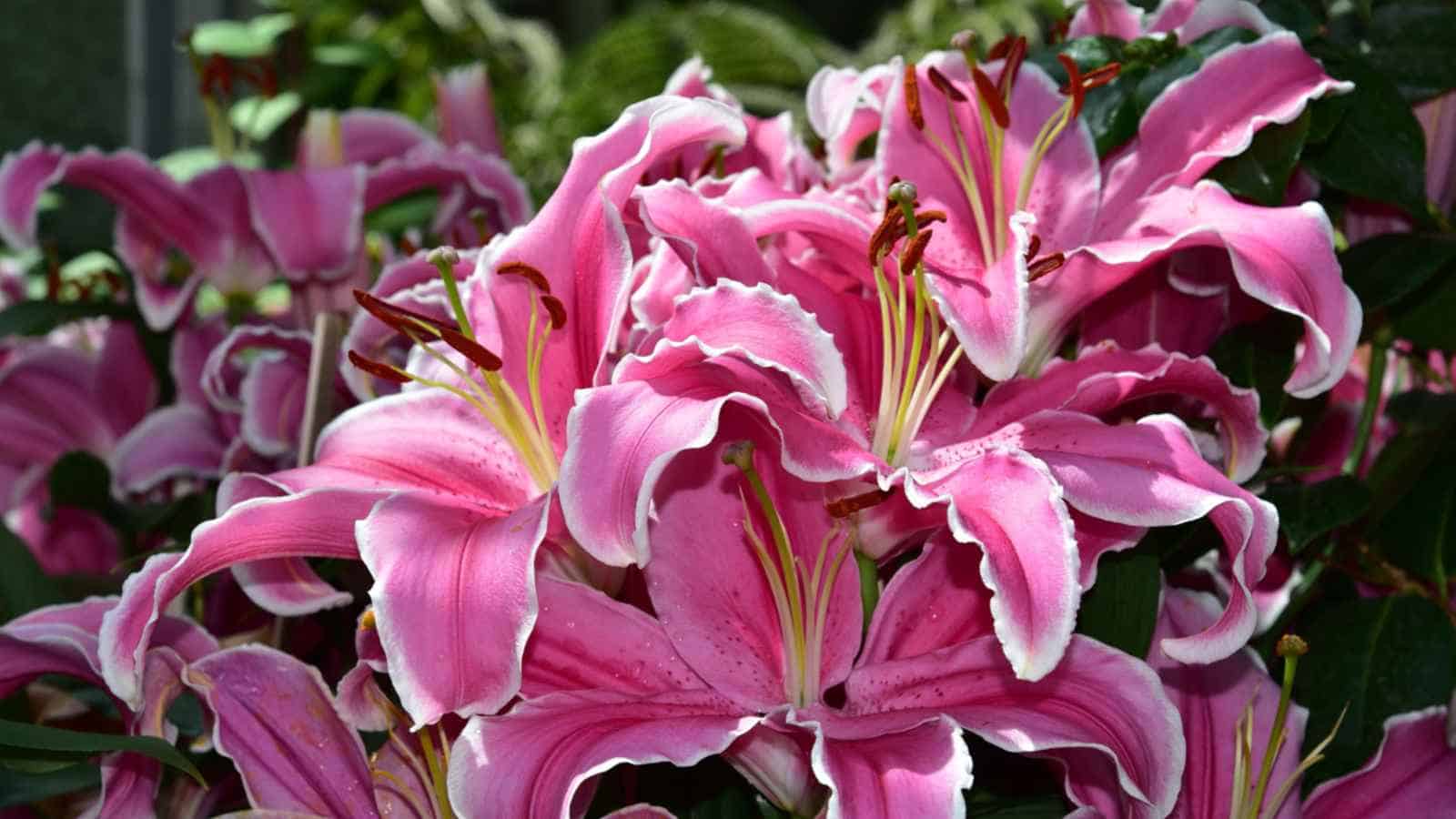 Pink Lilies (Lilium spp.) selective focus