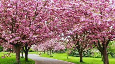Garden path with pink cherry blossoms