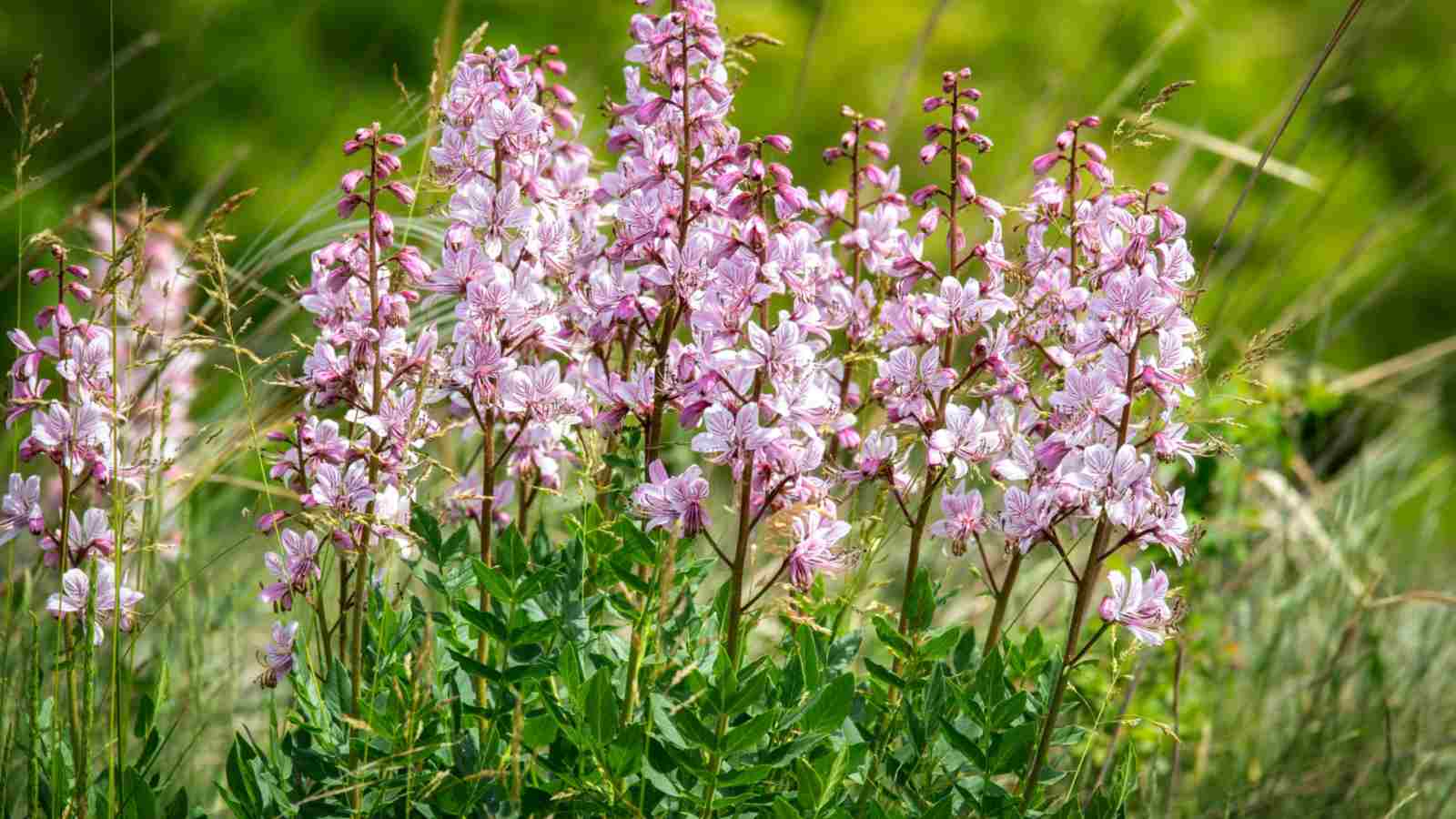 Gas Plant (Dictamnus albus) with pink flowers