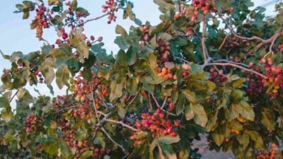 Pistachio tree with ripe fruits