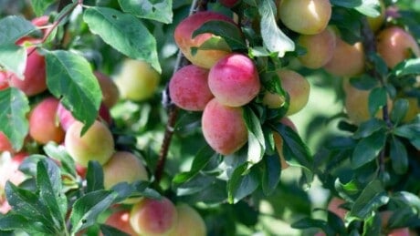 Plum tree with ripe fruits