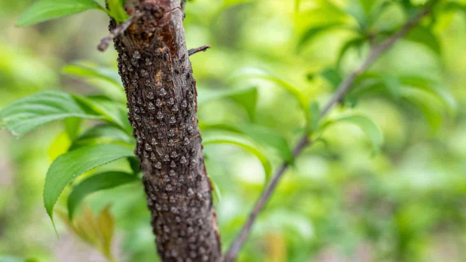 American Plum Tree Seeds – Prunus Americana – Cold Hardy Zone 3 – Fast Growing