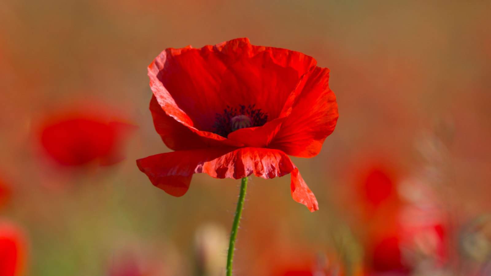 Close up of a red poppy (Papaver spp.) flower