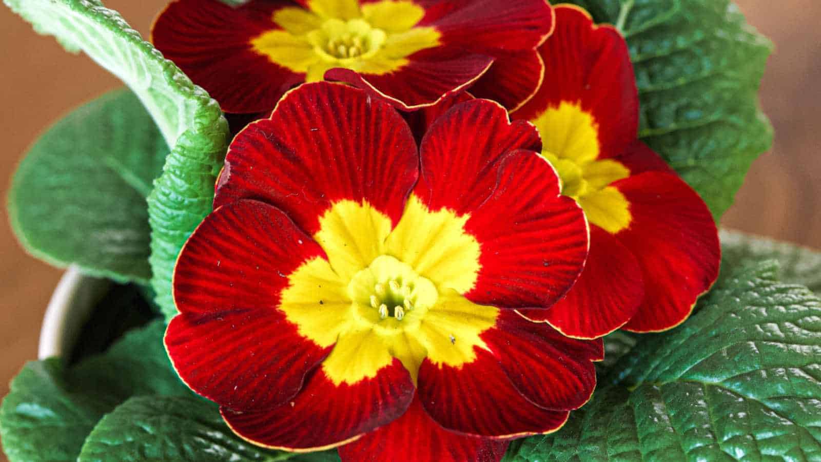 Primrose (Primula spp.) flower with red petals and a yellow center on a white pot
