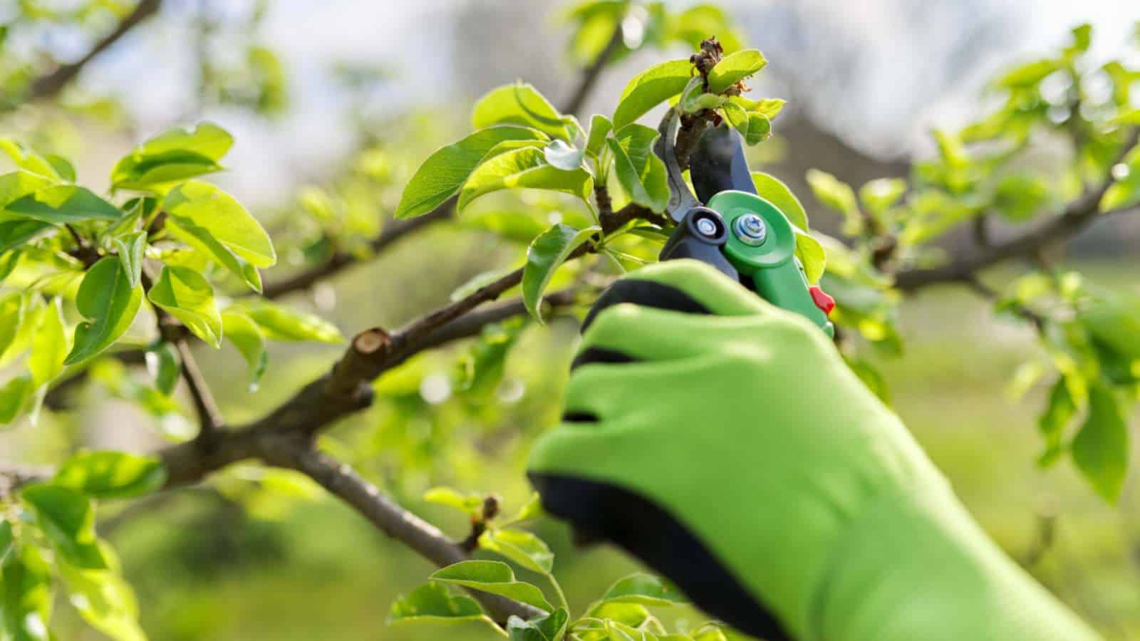 Gardener with green gloves pruning a pear tree
