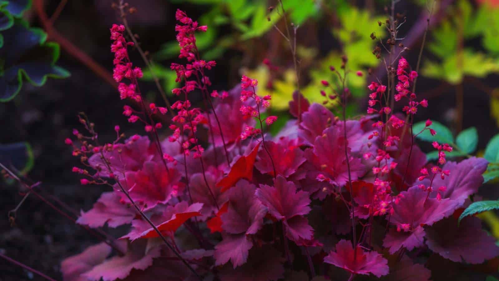 Purple Coral Bells (Heuchera spp.) with purple flowers and leaves