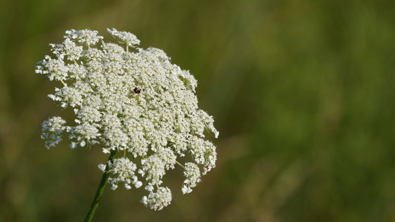 White flowerhead of Queen Anne's Lace (Daucus carota)