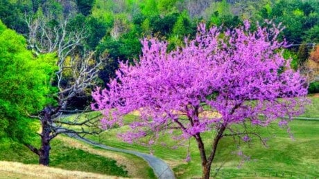 Redbud tree with pink blooms