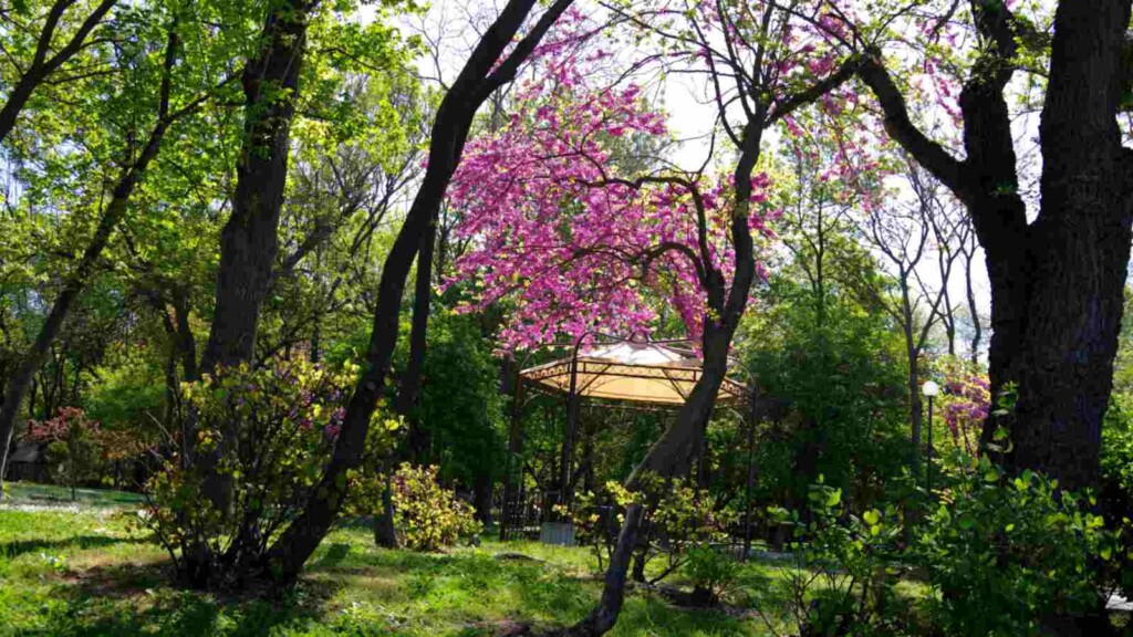 Red Conduit Tree How to Grow and Care for Redbud Tree (Complete Guide)