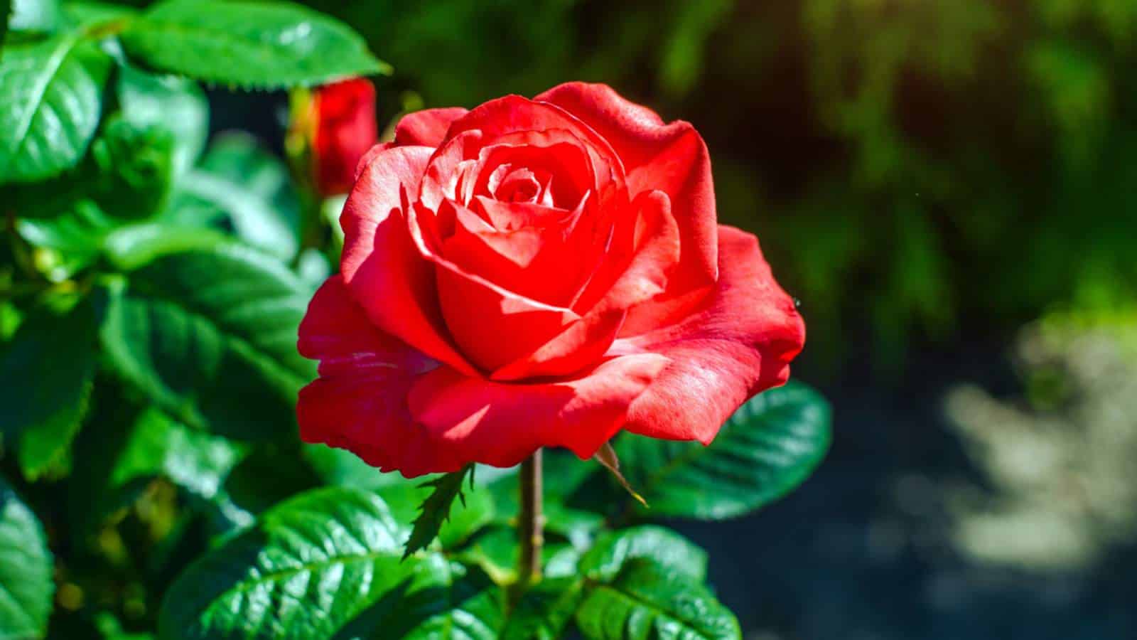 Red rose (Rosa spp.) with green leaves in the garden