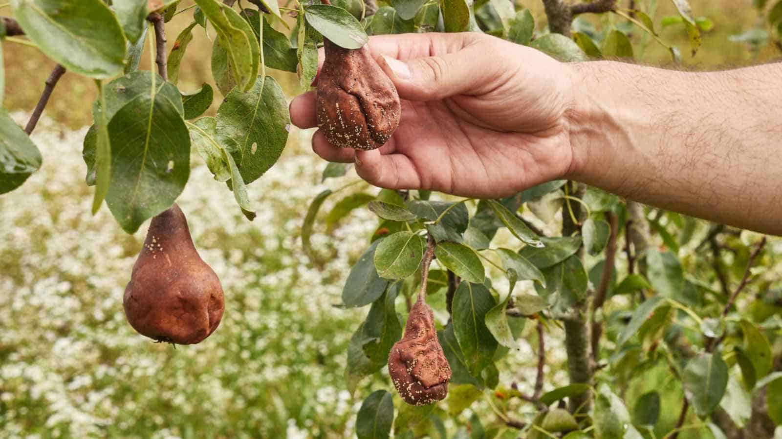 Rotten sunburned pear fruits checked by gardener