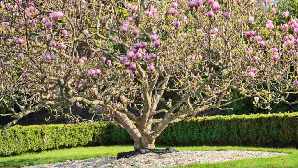 Magnolia Rosa 39 Best Pink Flowering Trees for Your Yard and Landscaping