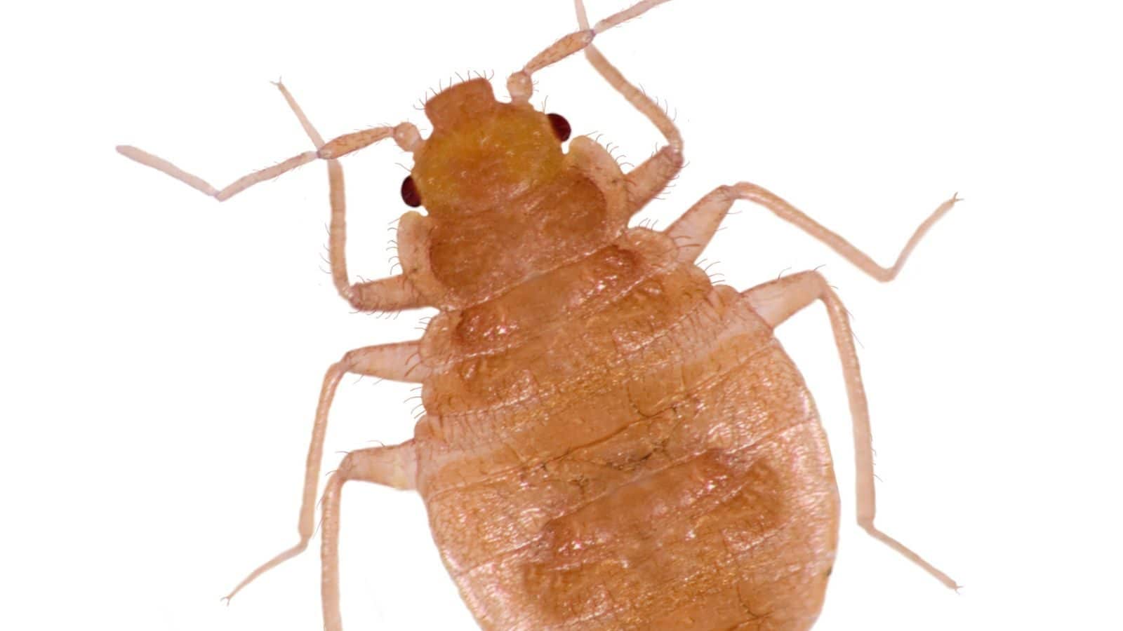 Bedbug nymph isolated on a white background