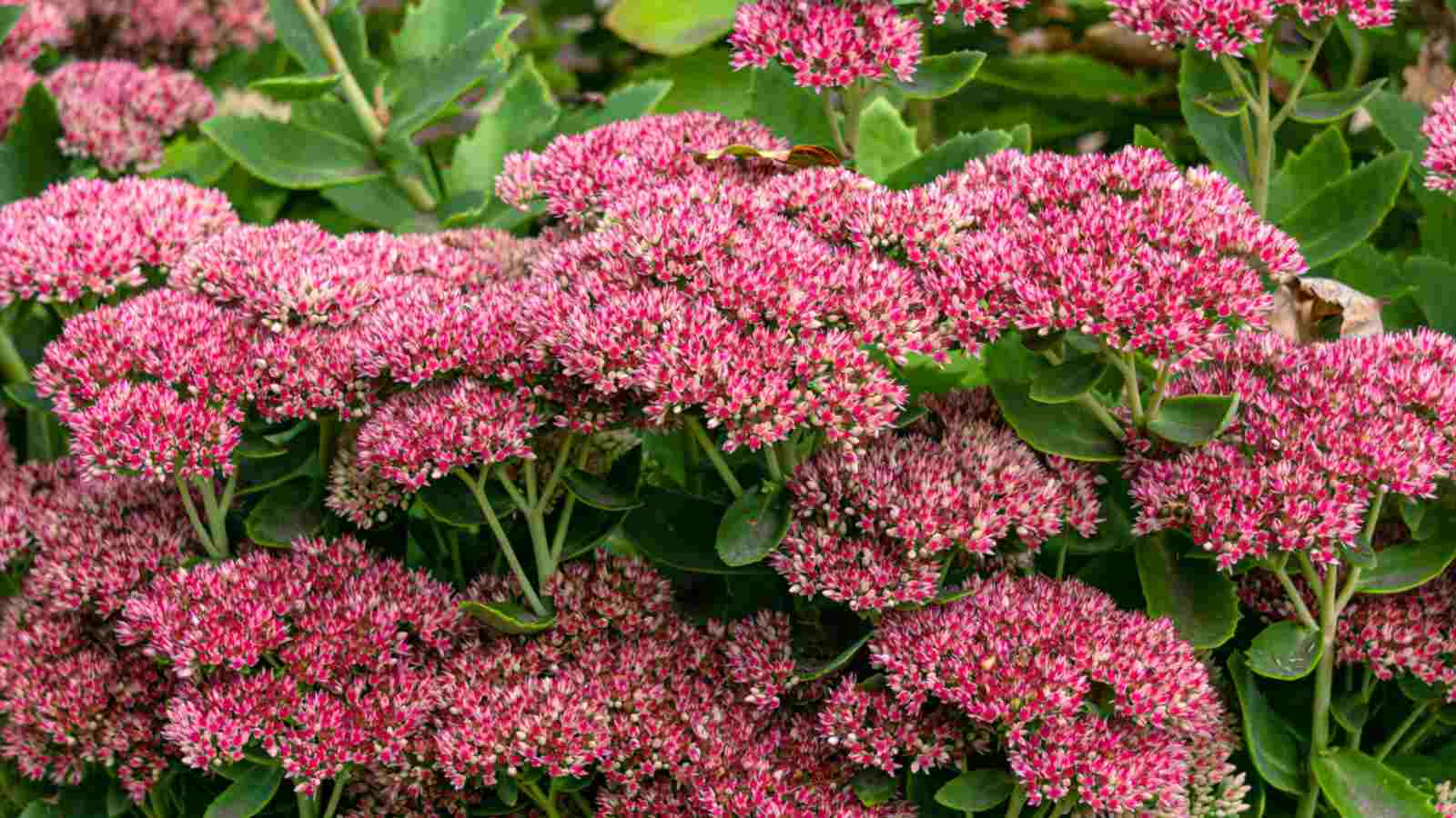 Pink Sedum flower clusters with green foliage