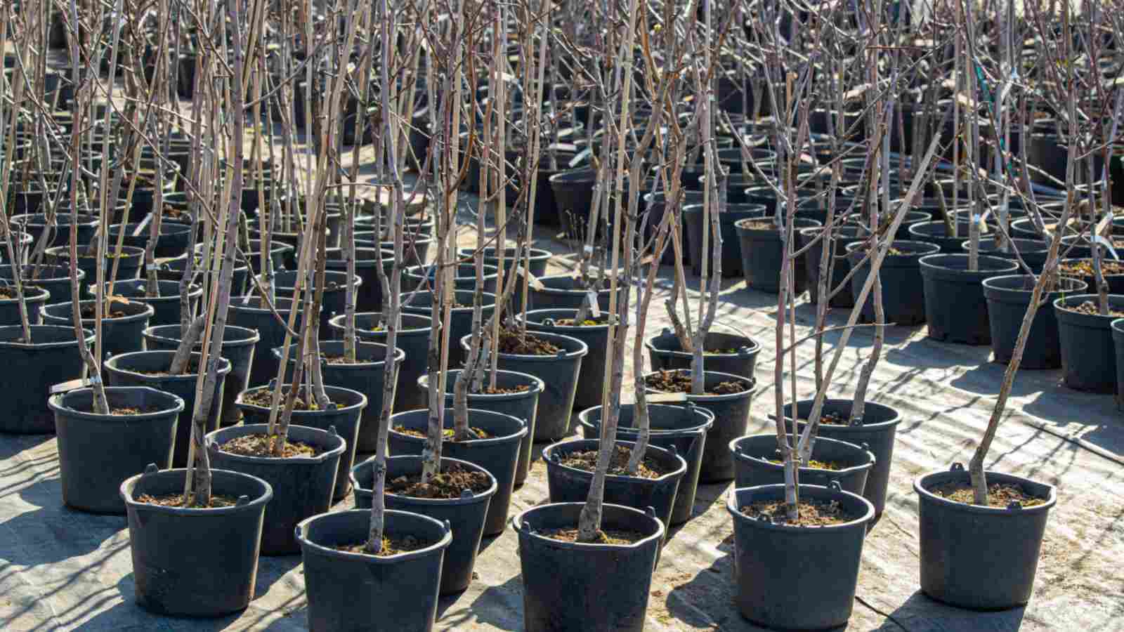Pear Seedlings in black pots on a nursery